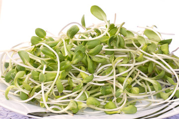 Sunflower sprouts