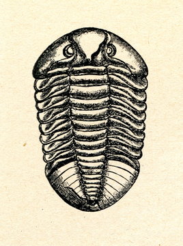 Trilobite Asaphus expansus