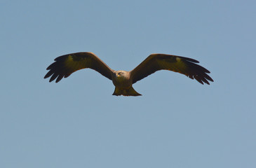 nibbio bruno (Milvus migrans) in volo