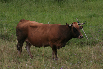 Vaca Lechera