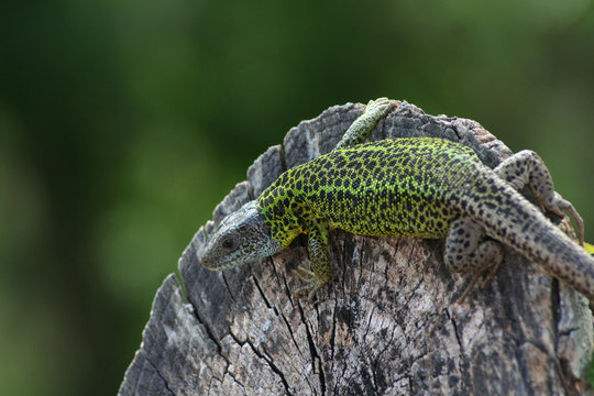Reptil