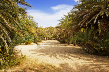 old palm trees on a beach, Crete, Greece