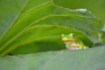 シュレーゲルアオガエル
