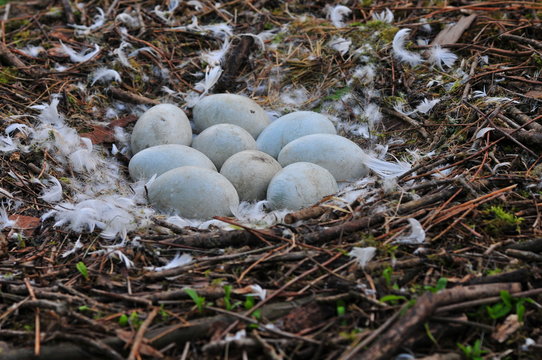oeufs