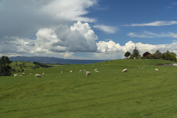 Fototapeta na wymiar Grazing sheeps. New Zealand