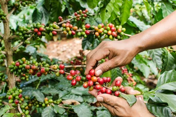 Foto auf Acrylglas coffee berries on agriculturist hands © bonga1965