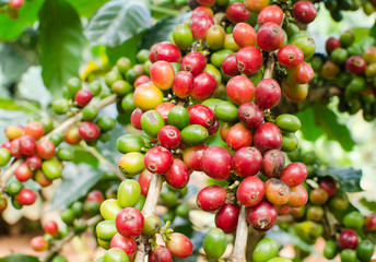 arabica coffee berries