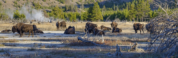 Yellowstone Park - Bisonherde