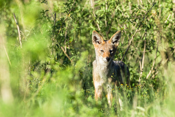 Jackal Wildlife Animal