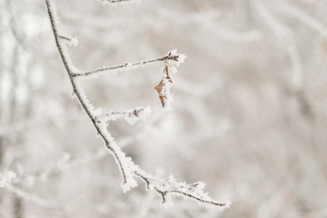  beautiful hoarfrost