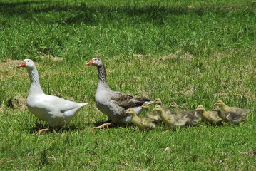 geese with goslings