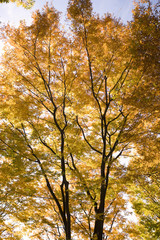 黄葉したケヤキの木