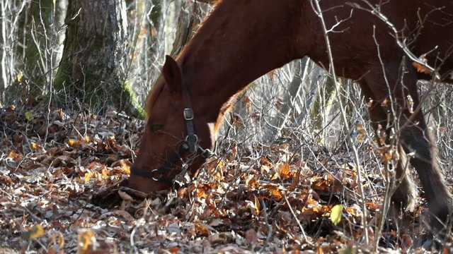 Horse is looking for food under the leaves in autumn forest