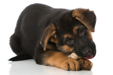 Obraz premium Welpe mit Knochen