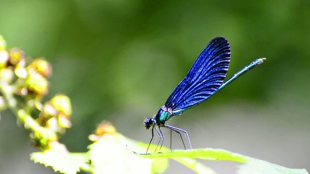 Blue dragonfly on a leaf against green background
