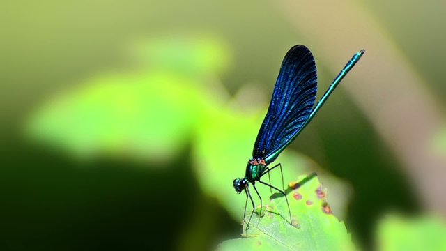 Dragonfly on green foliage leaf, Closeup