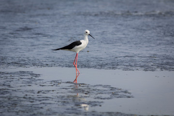 The bird in nature.