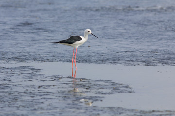 Obraz premium The bird in nature.