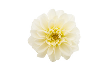 white chrysanthemum isolated