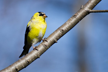Male Goldfinch Changing to Breeding Plumage