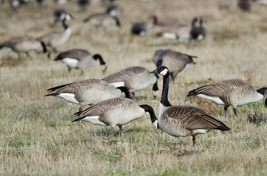 Canada Geese Feeding and Resting in the Autumn Field