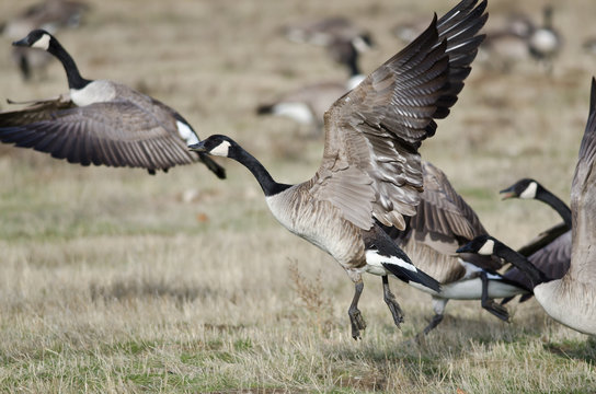 Canada Geese Taking to Flight from an Autumn Field