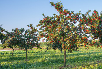 Fototapeta na wymiar Cherry orchard