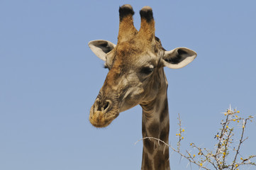 Giraffe, Detail, Etoscha Nationalpark, Namibia, Afrika