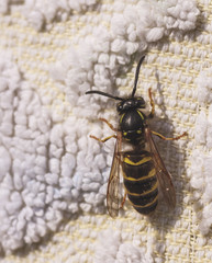 wasp