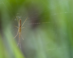 Long-jawed Orb Weaver (Tetragnatha laboriosa)
