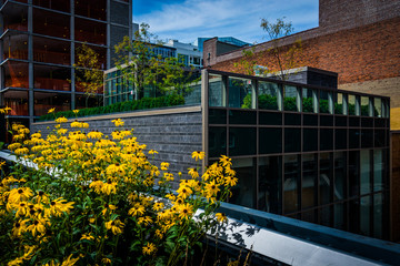 Flowers and buildings along The High Line in Manhattan, New York