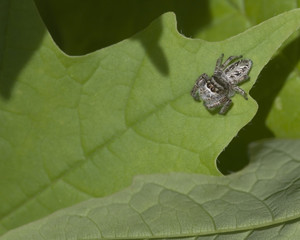 Jumping Spider