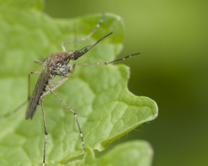 Mosquito