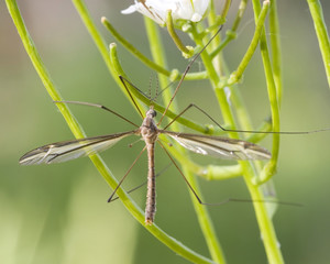 Crane Fly