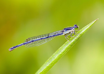 Damselfly