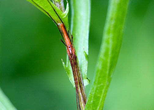 Elongate Long-jawed Orb Weaver (Tetragnatha elongata)