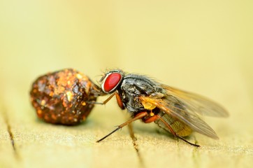 Fly On A Dung Ball