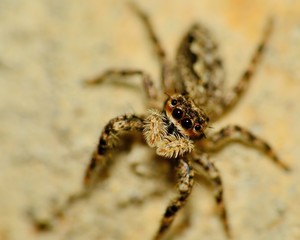 Jumping Spider