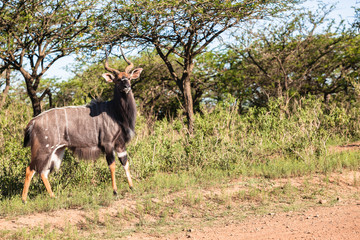 Buck Wildlife Landscape