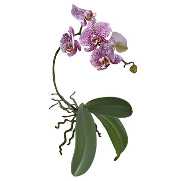 Phalaenopsis and a branch of lilac flowers, leaves, roots