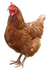 Brown hen isolated on  white background