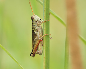 Grasshopper
