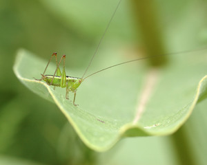 Katydid Nymph