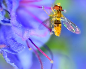 Hoverfly