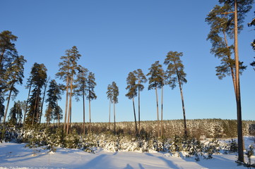 Большой и маленький лес © pupulica