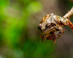 Frog.