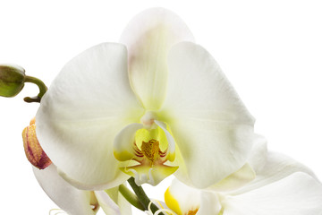 white orchid isolated on the white background