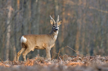 Roe deer