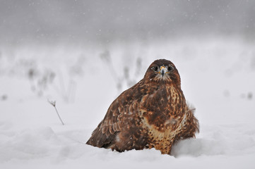 Common buzzard in snow