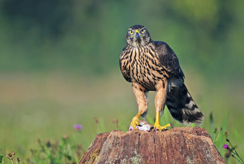 Juvenile goshawk with mouse